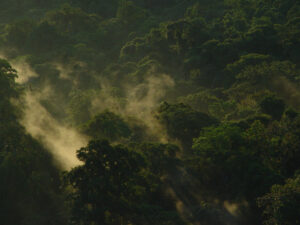 bosque