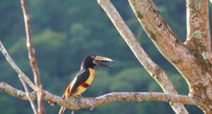 tucan